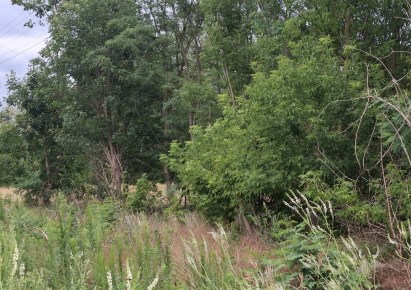 działka na sprzedaż - Kampinos, Wola Pasikońska
