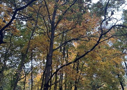 działka na sprzedaż - Leszno, Kępiaste